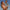 Complete seu visual na praia, com biquínis de praia proporcionando leveza e estilo para aproveitar o Verão. Look perfeito para Mães e Filhas usarem combinando, com conforto e charme à beira-mar. Feito na nossa Renda, na cor Azul Marinho, da Lili Sampedro.