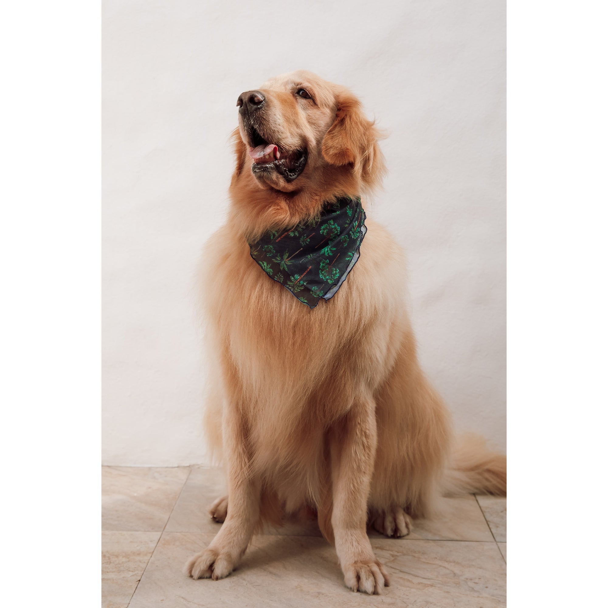 Lenço Estampado Acessório de Praia, Usado como Acessório de Cachorro, para ele combinar junto com a família