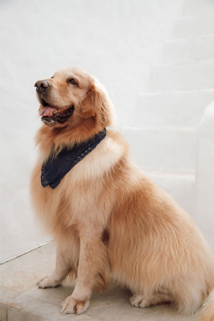 Bandana de Cachorro de Renda Azul Marinho para a Praia da Lili Sampedro