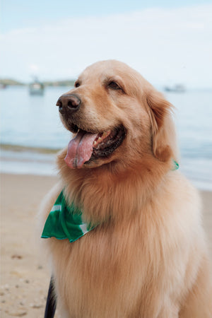 Cachorro com Lenço Acessório de Praia no Tie Dye Verde da Lili Sampedro 