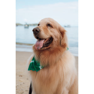 Cachorro com Lenço Acessório de Praia no Tie Dye Verde da Lili Sampedro 