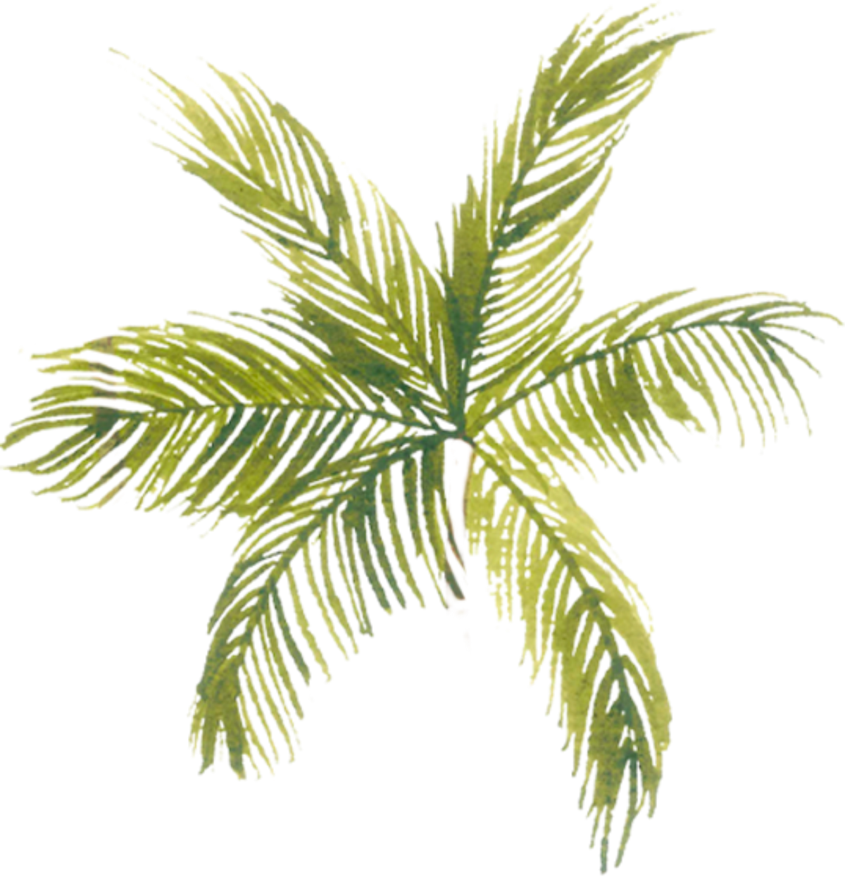 Lili Sampedro