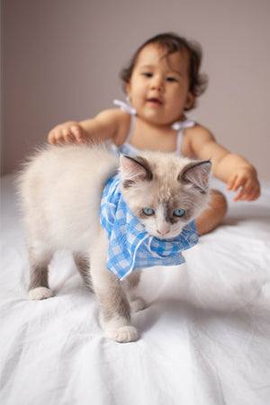 Gatinho vestindo Lenço Estampado Vichy Acessório de Praia para Pets, combinando com a Bebe de maiozinho Infantil Vichy da Lili Sampedro